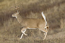 White-tailed Deer (Odocoileus virginianus) buck running, northern Rocky Mountains, Canada
