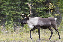 Woodland Caribou (Rangifer tarandus caribou) bull, northern British Columbia, Canada
