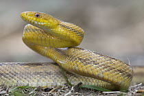 Yellow Rat Snake (Elaphe obsoleta quadrivittata) in defensive posture, Sarasota, Florida
