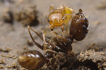 Ant (Temnothorax sp) standing over a much larger Slave-maker Ant (Protomognathus americanus) worker that it has killed, despite having lost part of its jaw, it won a much larger victory, if the slavem...