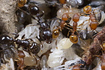 Slave-maker Ant (Protomognathus americanus) colony living in a hollowed-out acorn with orange-colored slave Ants (Temnothorax sp) tending the brood, Ohio