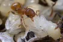 Ant (Temnothorax sp) tending the pupa from a colony of Slave-maker Ants (Protomognathus americanus) inside a hollowed-out acorn, Ohio