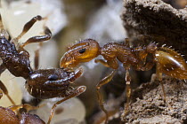 Ant (Temnothorax sp) feeding a worker of the Slave-maker Ant (Protomognathus americanus), Ohio