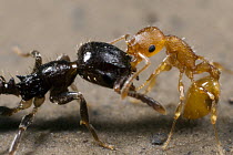 Ant (Temnothorax sp) worker from an unenslaved colony biting a much larger Slave-maker Ant (Protomognathus americanus) worker, if the slavemaker ant survives this attack and is able to get back to its...