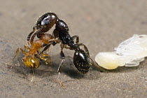 Ant (Temnothorax sp) worker from an unenslaved colony biting a much larger Slave-maker Ant (Protomognathus americanus) worker after dropping the pupa it was protecting, if the slavemaker ant survives...