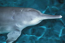 Yangtze River Dolphin (Lipotes vexillifer), Qi Qi is the only captive specimen of this critically endangered species, China
