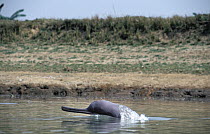 Ganges River Dolphin (Platanista gangetica) surfacing, China