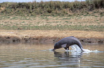 Ganges River Dolphin (Platanista gangetica) jumping, India