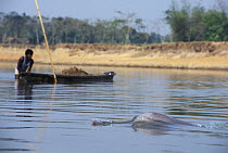 Ganges River Dolphin (Platanista gangetica) surfacing near boat, India