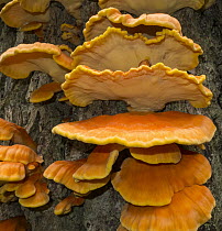 Chicken of the Woods (Laetiporus sulphureus) mushroom, Aucke Lake, Alaska