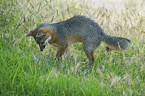 Island Fox (Urocyon littoralis) tracking prey, Santa Cruz Island, Channel Islands, California