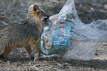 Island Fox (Urocyon littoralis) scavenging on camper's garbage, Santa Cruz Island, Channel Islands, California
