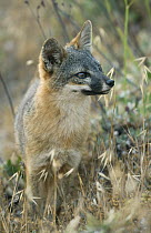 Island Fox (Urocyon littoralis), Santa Cruz Island, Channel Islands, California