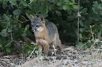 Island Fox (Urocyon littoralis), Santa Cruz Island, Channel Islands, California