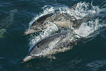 Common Dolphin (Delphinus delphis) pair surfacing near Santa Barbara Channel, Channel Islands, California