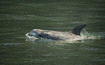 Risso's Dolphin (Grampus griseus) surfacing, Santa Barbara Channel, Channel Islands National Marine Sanctuary, California