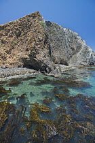 Kelp beds, Scorpion Harbor, Santa Cruz Island, Channel Islands National Marine Sanctuary, California