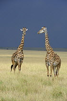 Masai Giraffe (Giraffa tippelskirchi) pair on savannah, Masai Mara, Kenya