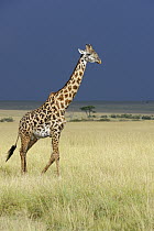 Masai Giraffe (Giraffa tippelskirchi) walking through savannah, Masai Mara, Kenya