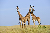 Masai Giraffe (Giraffa tippelskirchi) trio on savannah, Masai Mara, Kenya