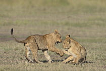 African Lion (Panthera leo) juveniles playing, Masai Mara National Reserve, Kenya. Sequence 1 of 3