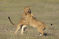 African Lion (Panthera leo) juveniles playing, Masai Mara National Reserve, Kenya. Sequence 3 of 3