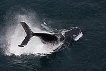 Humpback Whale (Megaptera novaeangliae) performing tail slap, Alaska