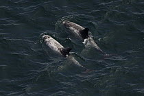 Risso's Dolphin (Grampus griseus) pair showing scars, California