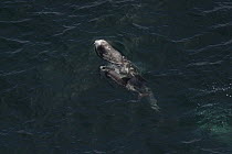 Risso's Dolphin (Grampus griseus) calf and mother surfacing, fetal folds visible on calf, California