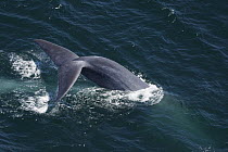 Blue Whale (Balaenoptera musculus) tail at beginning of dive, California