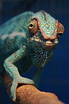 Panther Chameleon (Chamaeleo pardalis) portrait showing eyes pointing in different directions, native to Madagascar