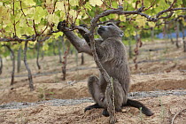 Chacma Baboon (Papio ursinus) in vineyard feeding on grapes, Cape Town, South Africa