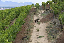 Chacma Baboon (Papio ursinus) troop foraging in vineyard, Cape Town, South Africa