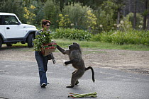 Chacma Baboon (Papio ursinus) stealing mango from shopper, Cape Town, South Africa. Sequence 4 of 6