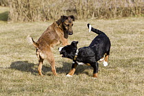 Appenzeller Sennenhund (Canis familiaris) puppy playing with terrier in field, Germany