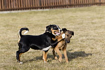 Appenzeller Sennenhund (Canis familiaris) puppy playing with terrier in field, Germany