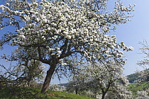 Cultivated Apple (Malus domestica) trees flowering in spring, Germany