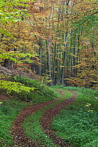 Forest in autumn with tracks, Lower Saxony, Germany