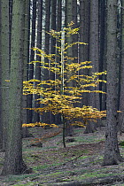 European Beech (Fagus sylvatica) tree in Norway Spruce (Picea abies) forest in autumn, Germany, sequence 2 of 2