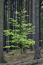 European Beech (Fagus sylvatica) tree in Fir (Abies sp) forest, Lower Saxony, Germany, sequence 1 of 2