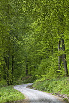 European Beech (Fagus sylvatica) forest in spring with road, Lower Saxony, Germany