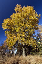 European White Birch (Betula pendula) tree in autumn, Germany