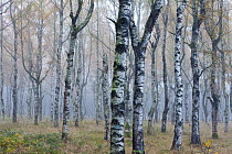 European White Birch (Betula pendula) forest in autumn mist, Germany