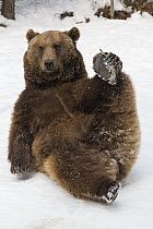 Brown Bear (Ursus arctos) lying in snow and holding its paw, Germany