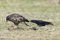Carrion Crow (Corvus corone) harassing Common Buzzard (Buteo buteo) while feeding on carrion, Germany