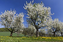 Sweet Cherry (Prunus avium) orchard in full bloom, Germany