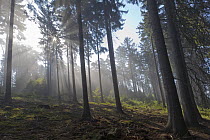 Norway Spruce (Picea abies) forest with mist in spring, Germany