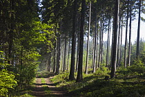 Norway Spruce (Picea abies) forest with path in spring, Germany