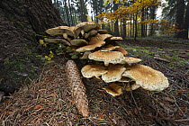 Honey Fungus (Armillaria mellea) mushrooms and pine cone at base of tree, Germany