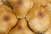 Honey Fungus (Armillaria mellea) mushrooms, Lower Saxony, Germany